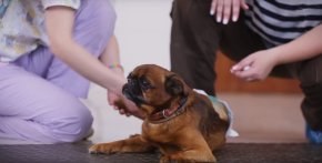 Ветеринарная клиника с выездом на дом Ветеринарная клиника с выездом на дом