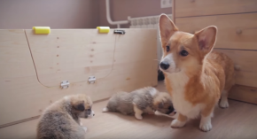 Прием ветеринара на дому Прием ветеринара на дому