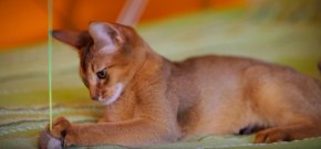 Осмотр кошек и собак на дому Осмотр кошек и собак на дому