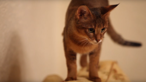 Срочный вызов ветеринарного врача на дом Срочный вызов ветеринарного врача на дом